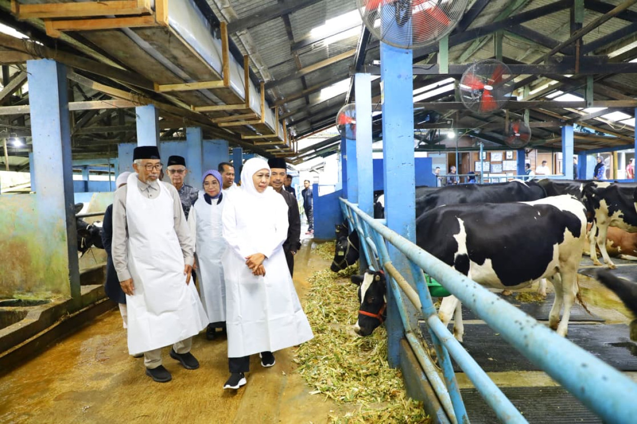 Gubernur Jawa Timur Khofifah Indar Parawansa meninjau Koperasi Peternakan Sapi Perah (KPSP) Setia Kawan Nongkojajar (foto: Humas Pemprov Jatim for jatimnow.com)