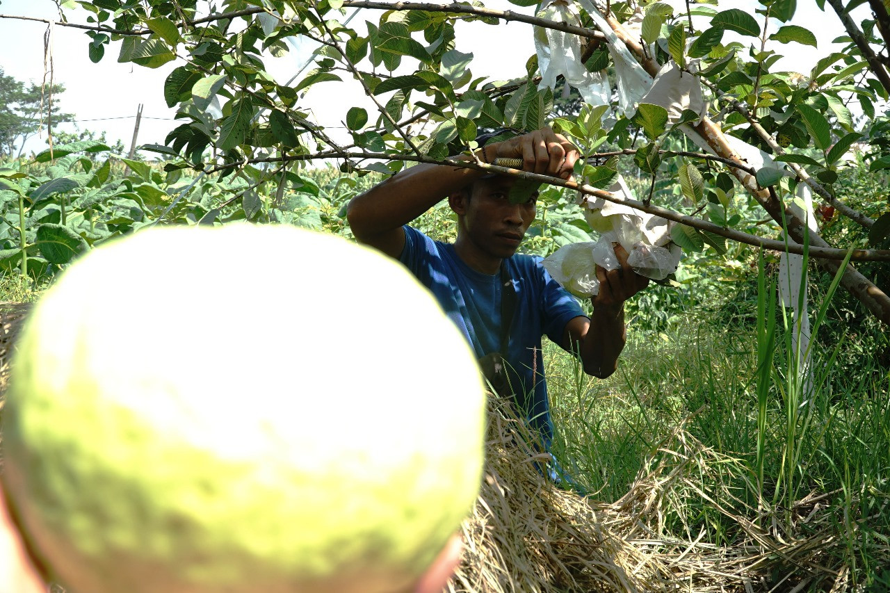 Kisah Warga di Tulungagung Kembangkan Budi Daya Jambu Kristal Jumbo
