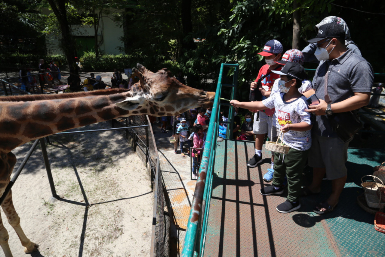 Dicari Pemimpin Kebun Binatang Surabaya, Apecsi: Stop Direktur "Odong-Odong"!