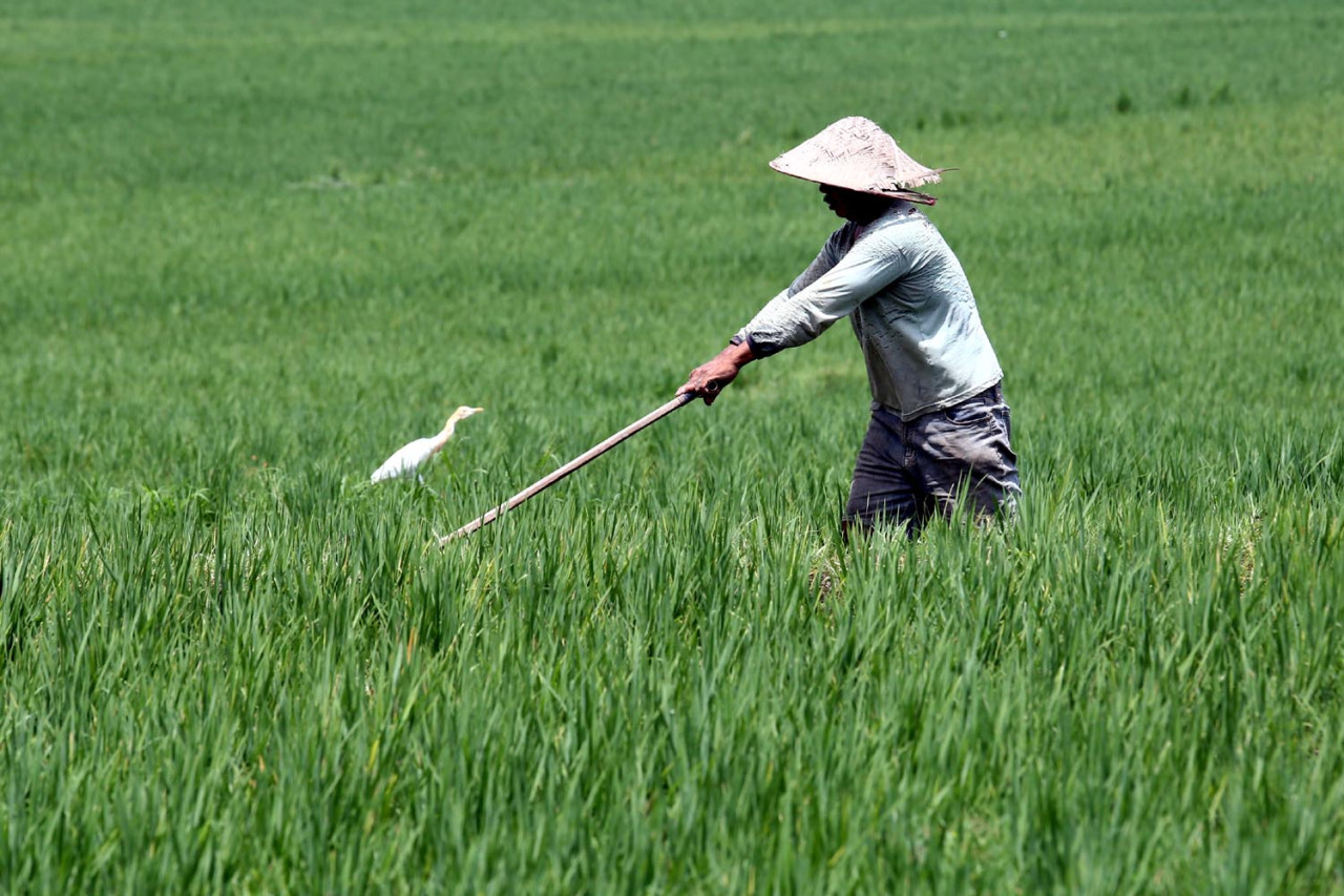 Dolomit "SATARA," yang memiliki kepanjangan Sahabat Tanah Nusantara, diharapkan dapat mendukung sektor pertanian dengan menyediakan mineral penting bagi tanah. (Foto: Ali Masduki/jatimnow.com)