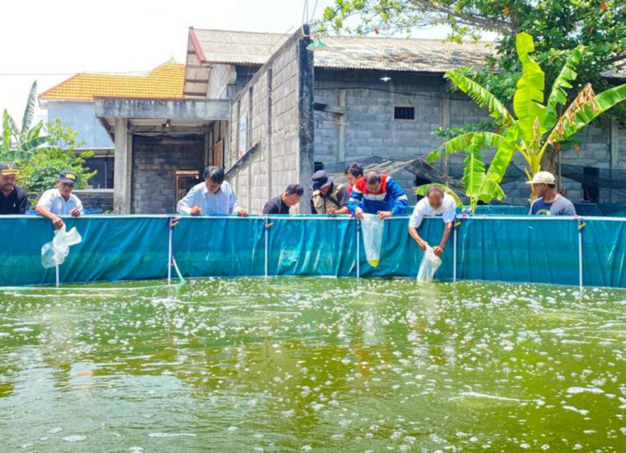 Penebaran benih ikan perdana serta dukungan Pemerintah Desa Padeg berupa Surat Keputusan (SK) Pengurus Kelompok Budidaya Ikan Bioflok. (Foto/Pertamina)