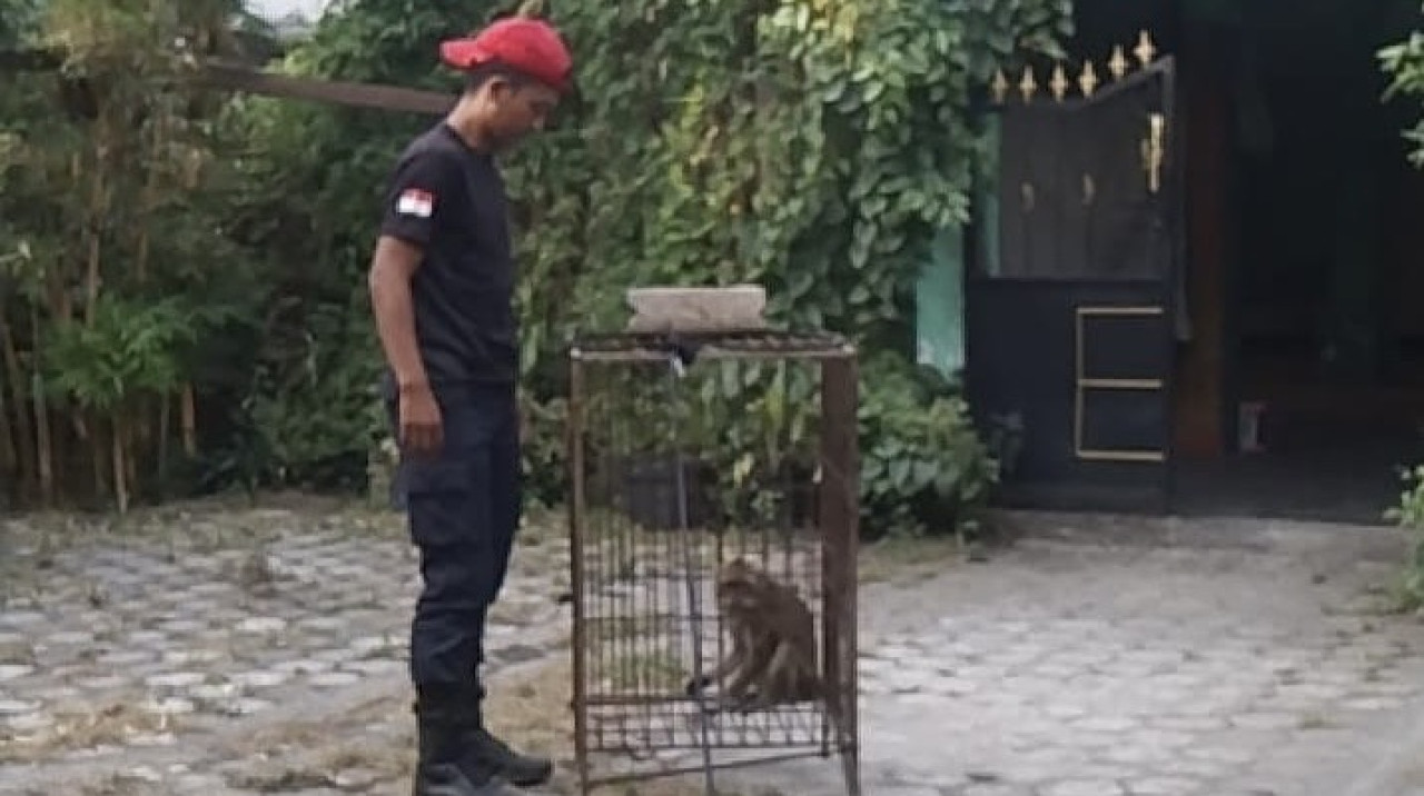 Monyet liar saat berhasil dievakuasi petugas Damkar Kediri. (Foto: Damkar Kediri/jatimnow.com)