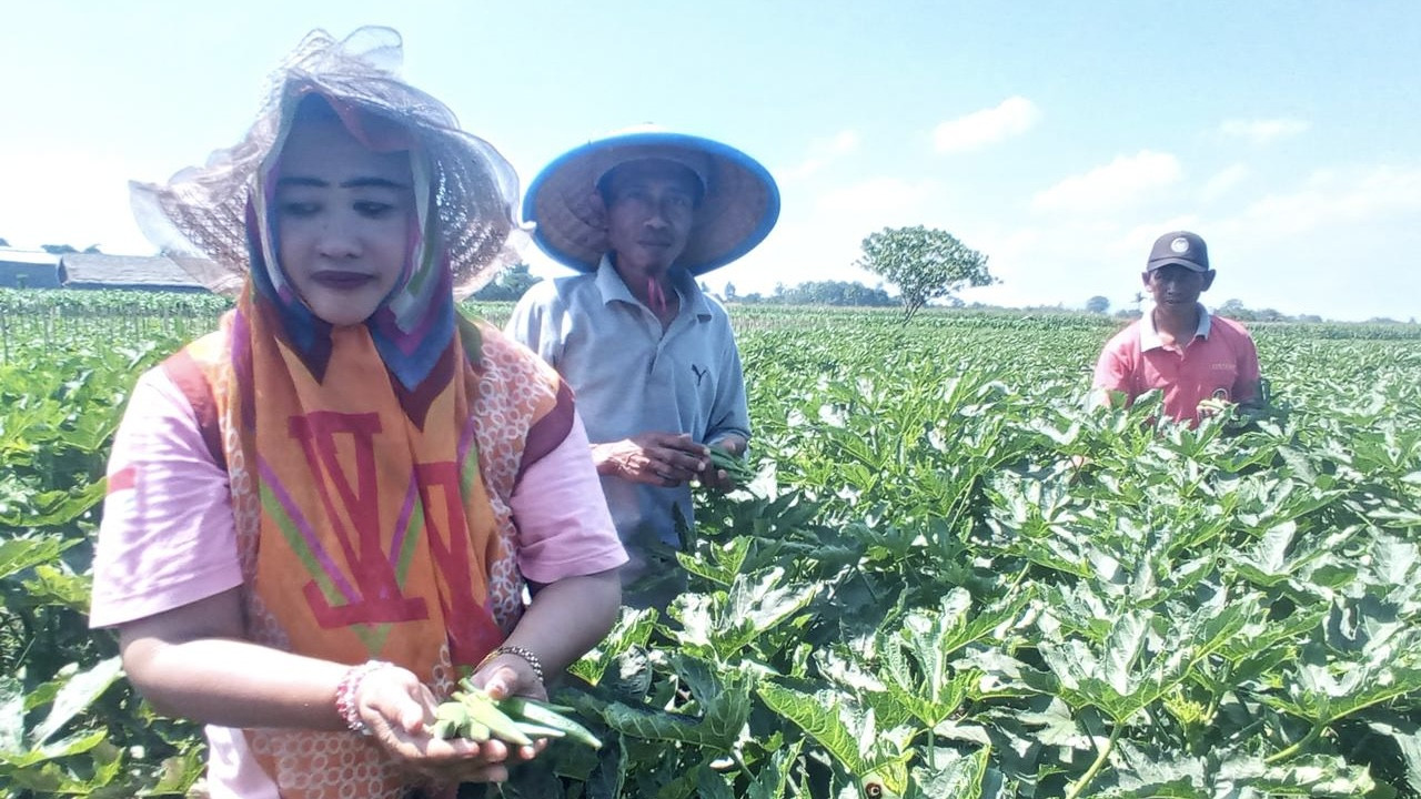 Petani Jember memetik buah okra. (Foto: Sugianto/jatimnow.com)