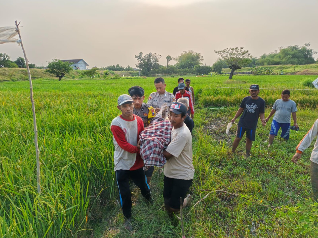 Lagi, Petani Lamongan Meregang Nyawa Tersengat Jebakan Tikus
