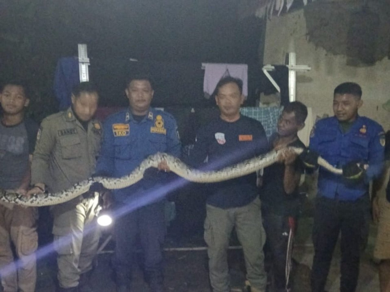 Ular Piton 3 Meter Gegerkan Warga Sidomulyo, Damkar Kediri Evakuasi dari Atap Rumah