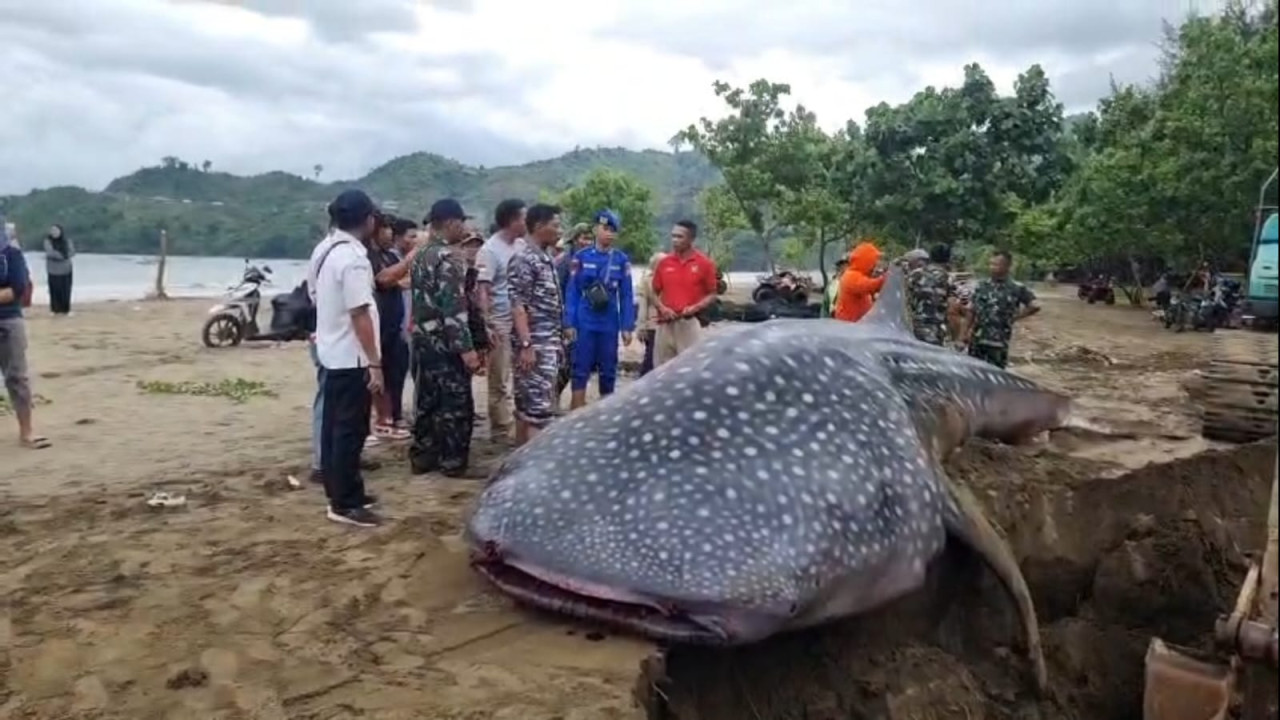 Bangkai Hiu Paus Tutul Terdampar di Pantai Bayem Tulungagung