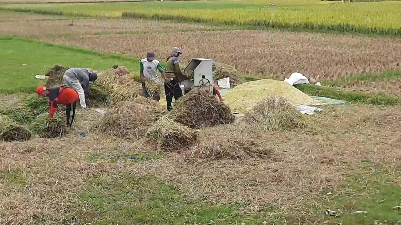 Tahun Ini Produksi Padi di Trenggalek Tertinggi Dalam 10 Tahun Terakhir