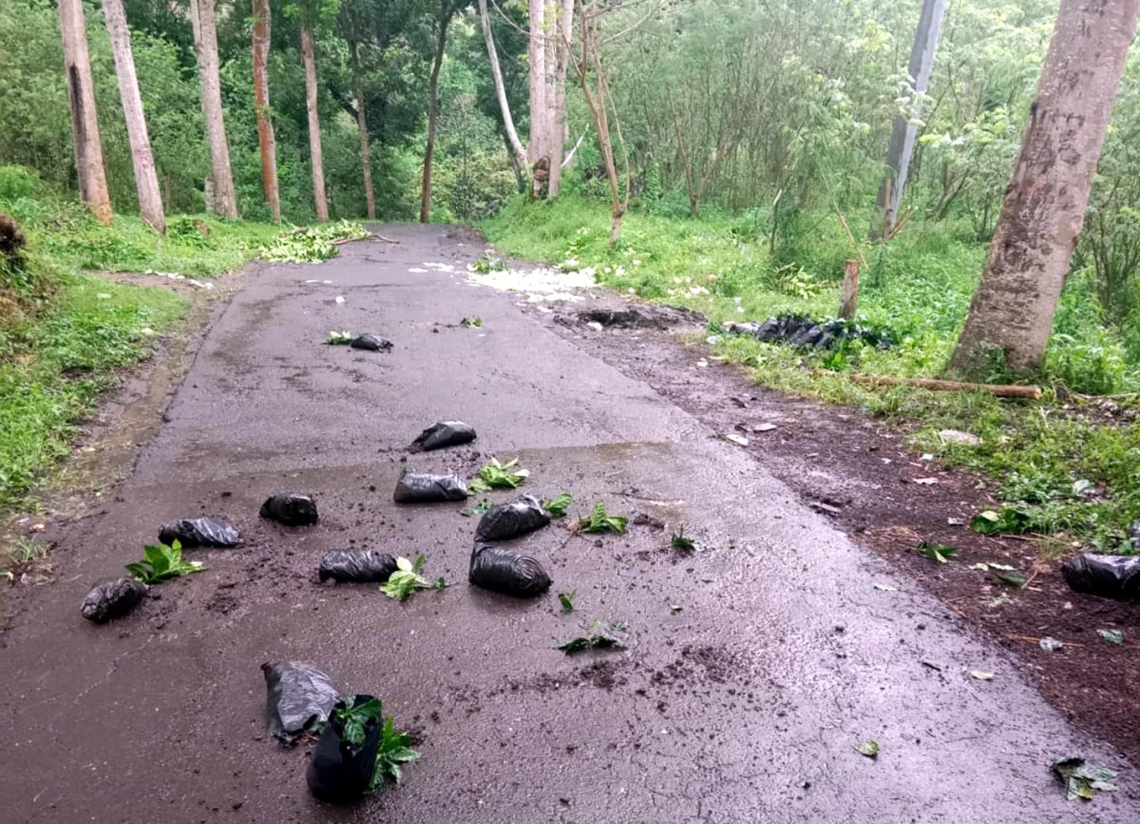 Bibit kopi berserakan di jalan di area perkebunan kopi Ijen pasca aksi perusakan. PTPN I Regional 5 mendukung penuh Aparat Penegak Hukum untuk menangani kasus ini secara transparan dan adil. (Foto/jatimnow.com)
