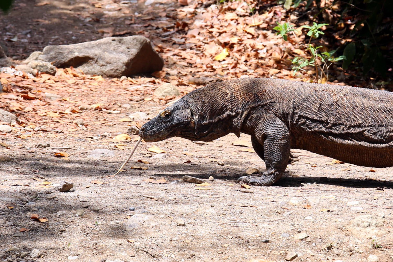 Seekor komodo tampak bergerak perlahan di atas tanah kering. Lidah panjangnya terjulur, mencium udara mencari bau yang tak kasat mata. (Foto: Ali Masduki/JatimNow.com)