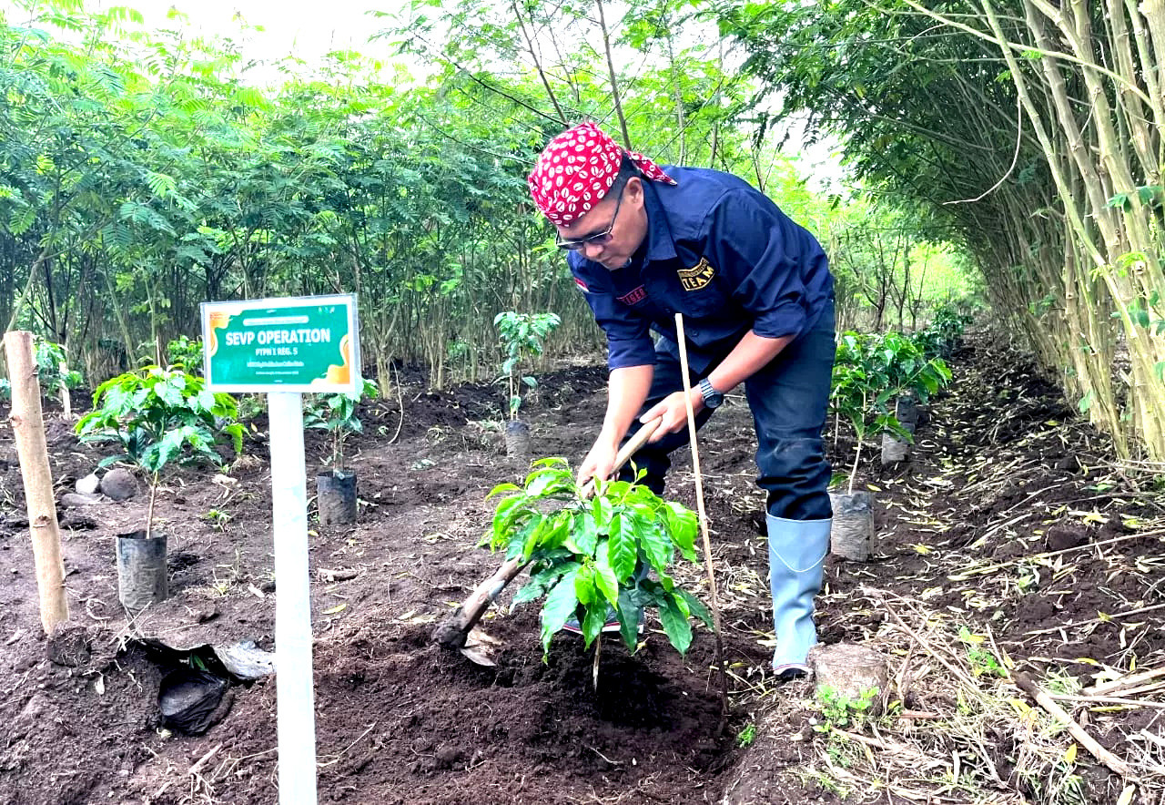 Penanaman perdana kopi Arabika di Afdeling Kampung Malang, Rayon Kalisat Jampit dan Blawan, Bondowoso. (Foto: PTPN for JatimNow com).