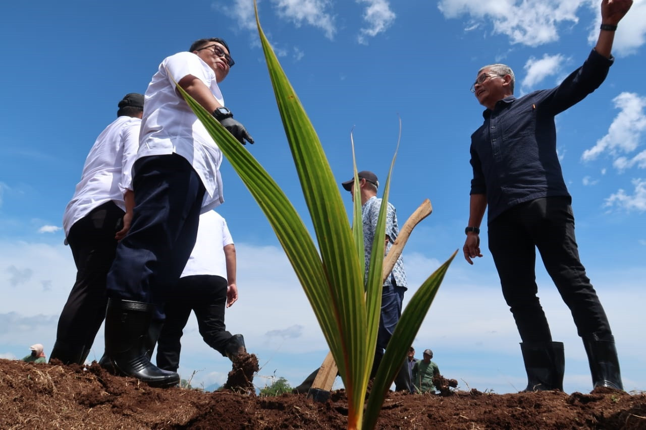 Banyuwangi Jadi Pilot Project, PTPN I Tanam 10 Ribu Kelapa Genjah demi Hilirisas