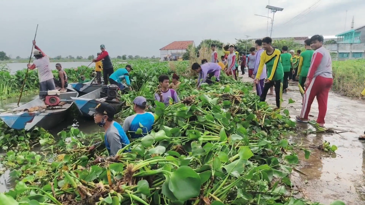 Terdampak Banjir, Siswa di Lamongan Inisiatif Bersihkan Sungai Dari Eceng Godok