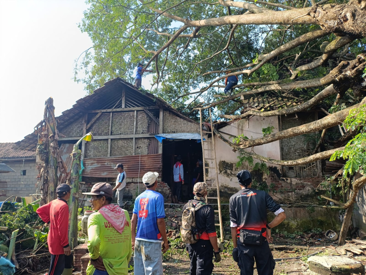 Foto: Petugas BPBD dan warga bergotong royong evakuasi pohon yang ambruk ke rumah. (Bramanta/jatimnow.com)