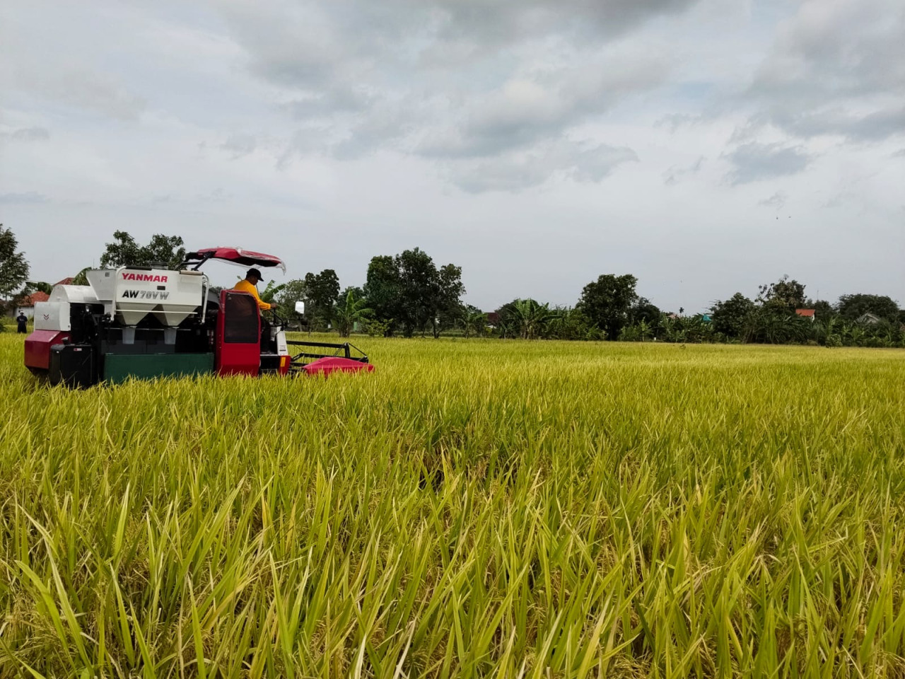 Pertanian di Kabupaten Kediri. (Istimewa)