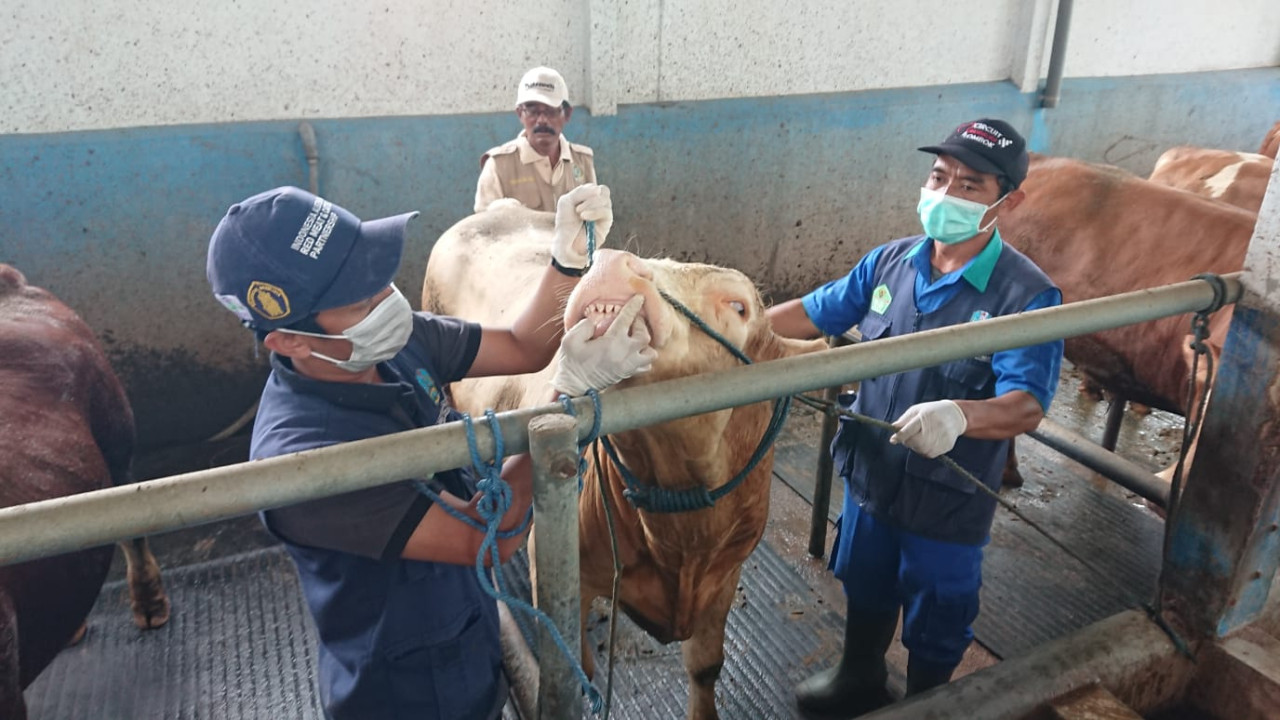 FOto: Petugas Disnakeswan Tulungagung saat memeriksa ternak sapi. (Bramanta/jatimnow.com)