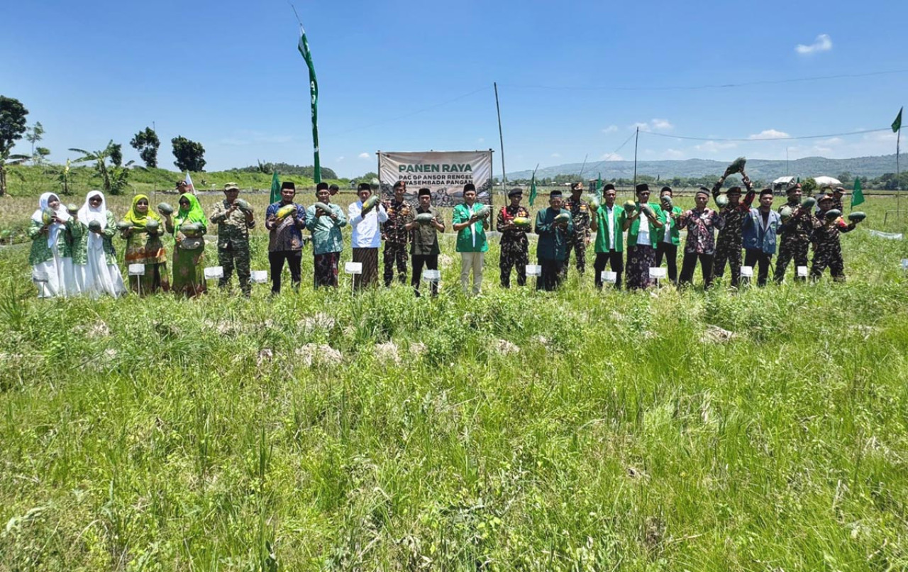 GP Ansor panen semangka kuning di Desa Campurejo, Kecamatan Rengel, Kabupaten Tuban. (Foto: GP Ansor for jatimnow.com)