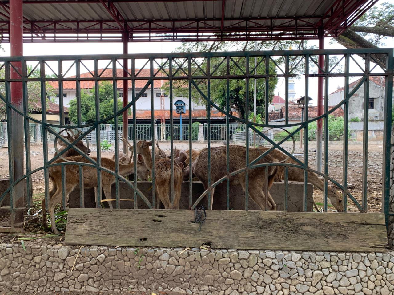 Kondisi Rusa di Pendopo Tulungagung Memprihatinkan, Bupati Bentuk Tim Khusus