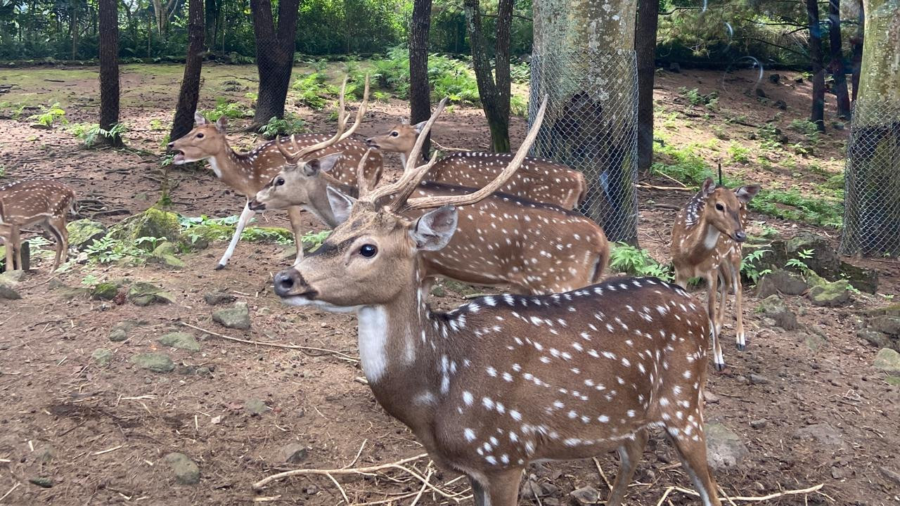 Ilustrasi binatang di Taman Safari Prigen. (Foto: Yanuar Dedy/jatimnow.com)
