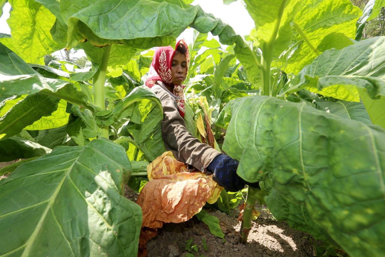 Petani memanen tembaku di Jember, Jawa Timur. (Foto: Ali Masduki/jatimnow.com)