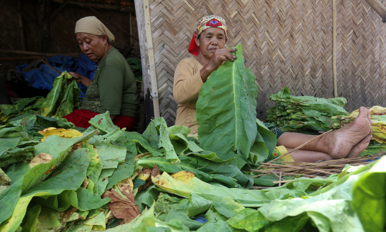 Petani Tembakau Terhimpit, Gus Lilur Dorong Industri dari Bawah