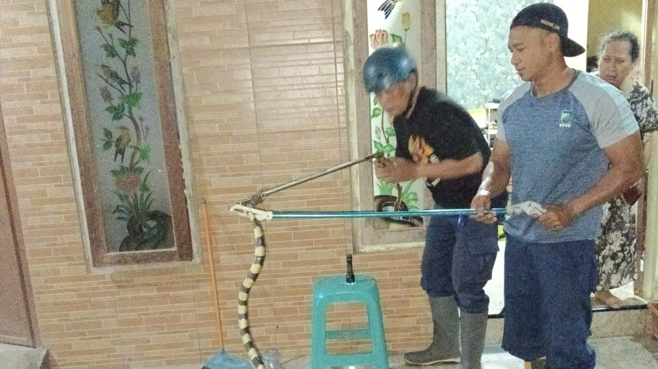 Heboh Ular Welang Mematikan Masuk Rumah Warga Kediri Jelang Sahur