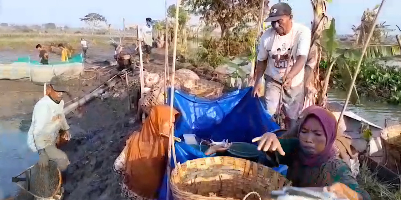 Petambak Lamongan di Ambang Rugi, Hasil Panen Menyusut dan Harga Anjlok