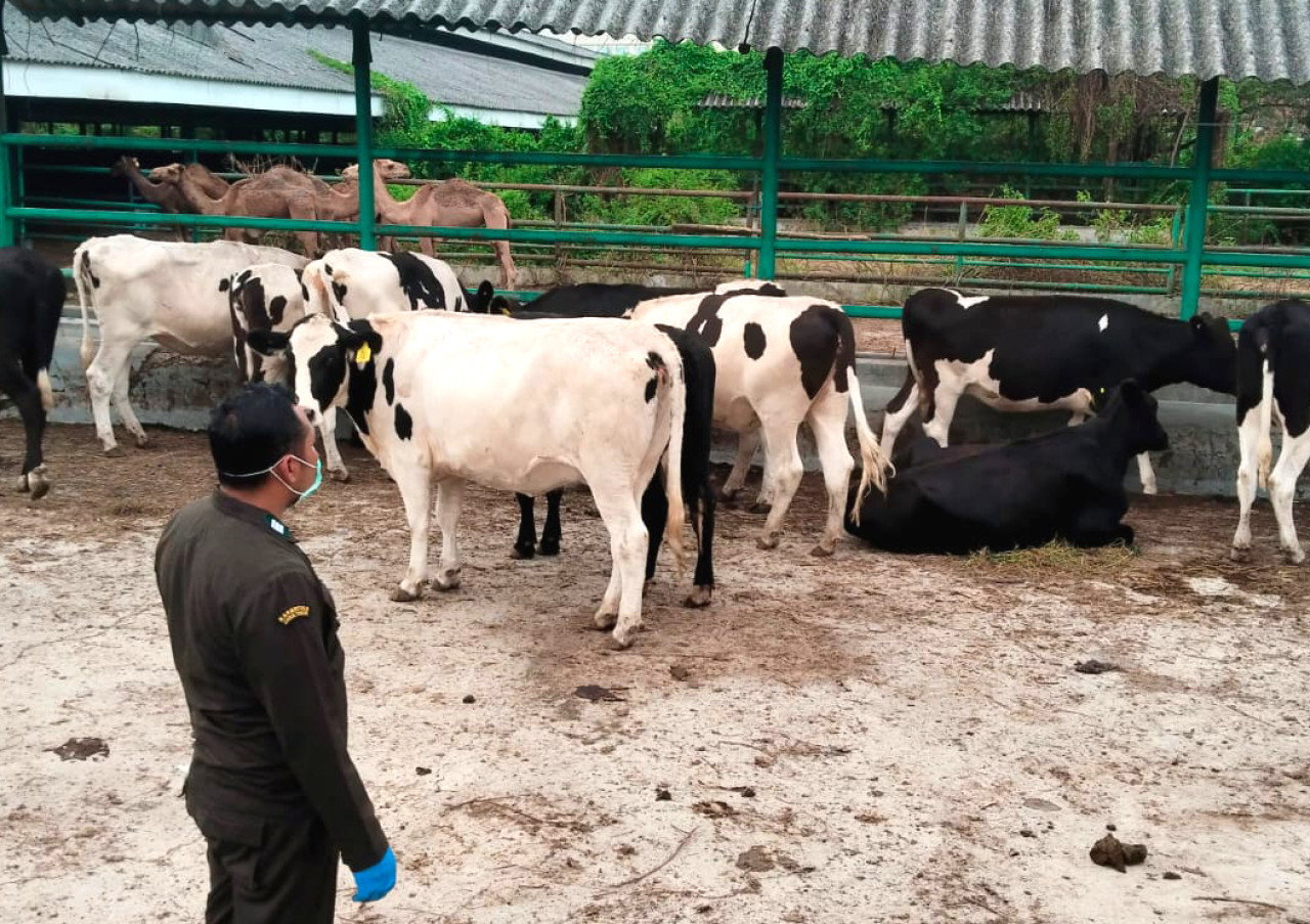 Petugas Barantin mengawasi puluhan ekor sapi yang baru didatangkan dari Australia. (Foto: Balai Karantina Hewan, Ikan, dan Tumbuhan Jatim for jatimnow.com)