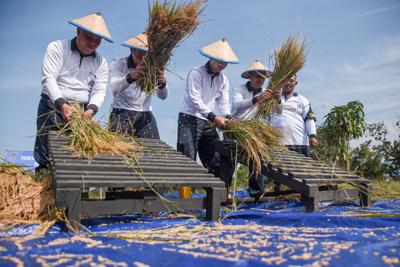 Korps Baret Ungu ini sukses menggelar panen raya padi varietas IR 64 pada Rabu (08/4/2026). (Foto: Ainul Yakin for jatimnow.com)