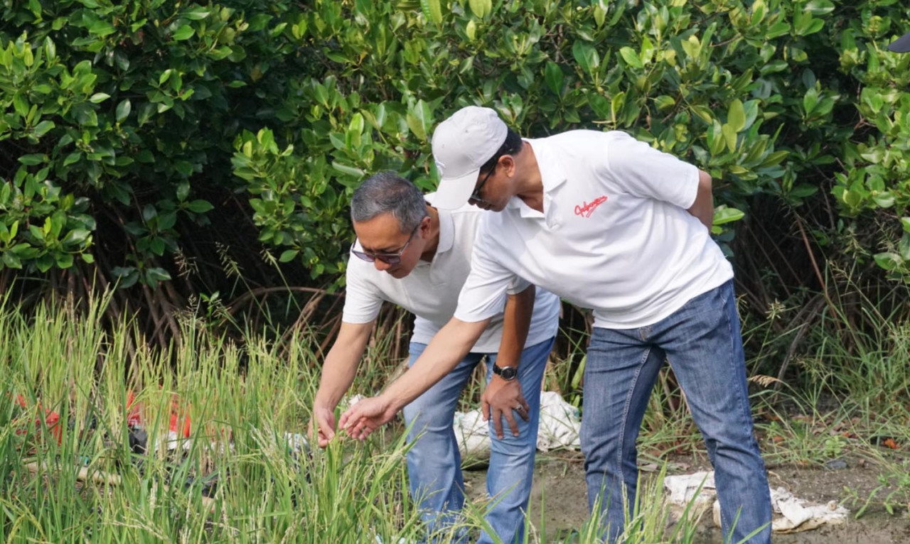 Rektor ITS Prof Bambang Pramujati (kanan) dan Kepala BRIDA Kota Surabaya Agus Imam Sonhaji, meninjau padi salin hasil inovasi peneliti ITS di Kebun Raya Mangrove Surabaya. (Foto: Humas ITS for jatimnow.com)