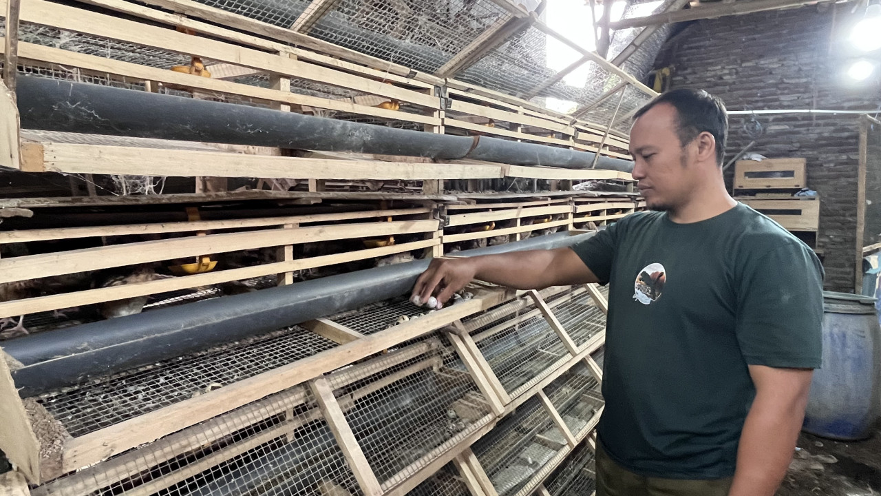 Permintaan Pasar Tinggi, Peluang Usaha Ternak Puyuh di Probolinggo Masih Terbuka