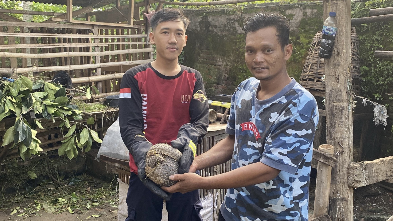 Evakuasi trenggiling oleh tim Damkar Kabupaten Kediri. (Foto: Satpol PP/jatimnow.com)