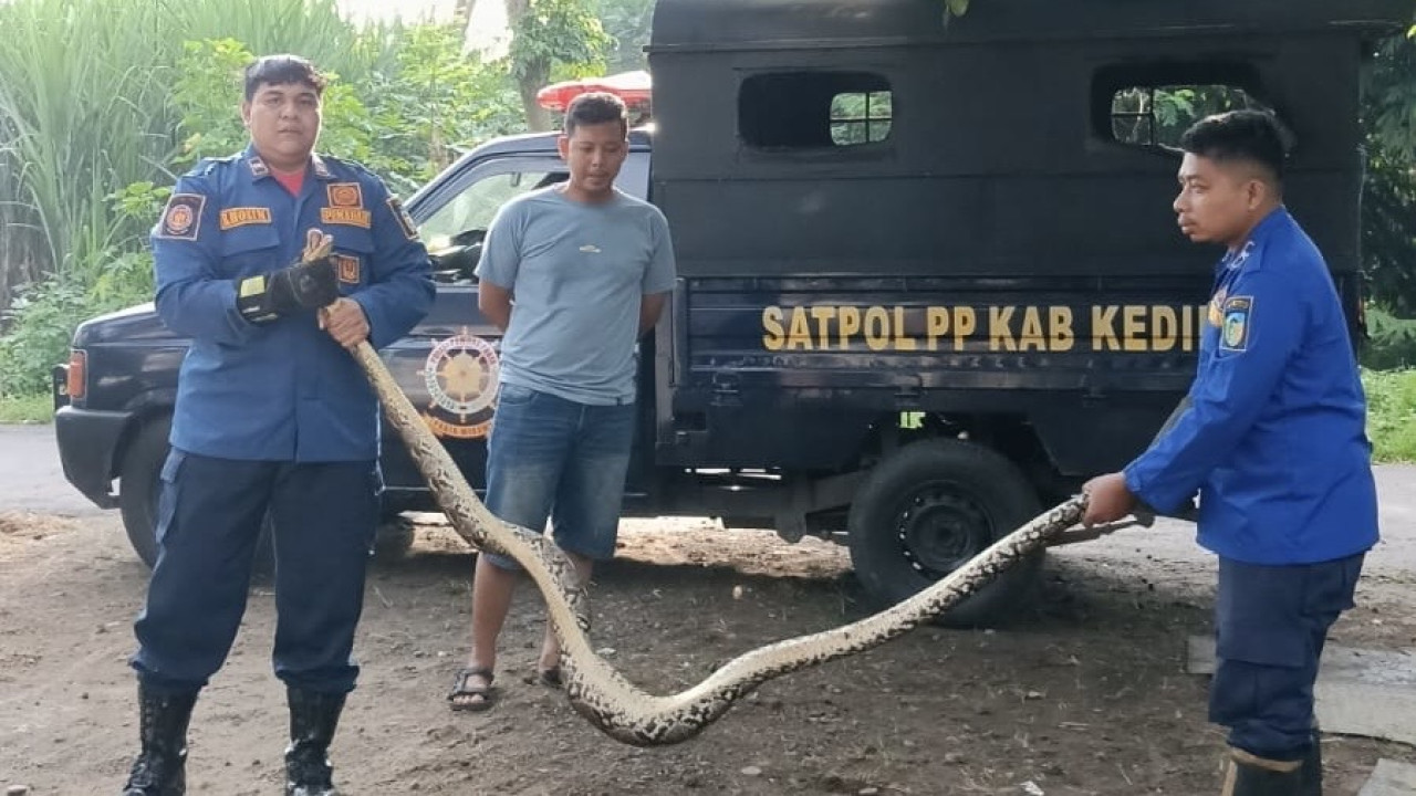 Heboh Ular Piton 2,5 Meter Masuk Kandang Ayam Warga Kediri