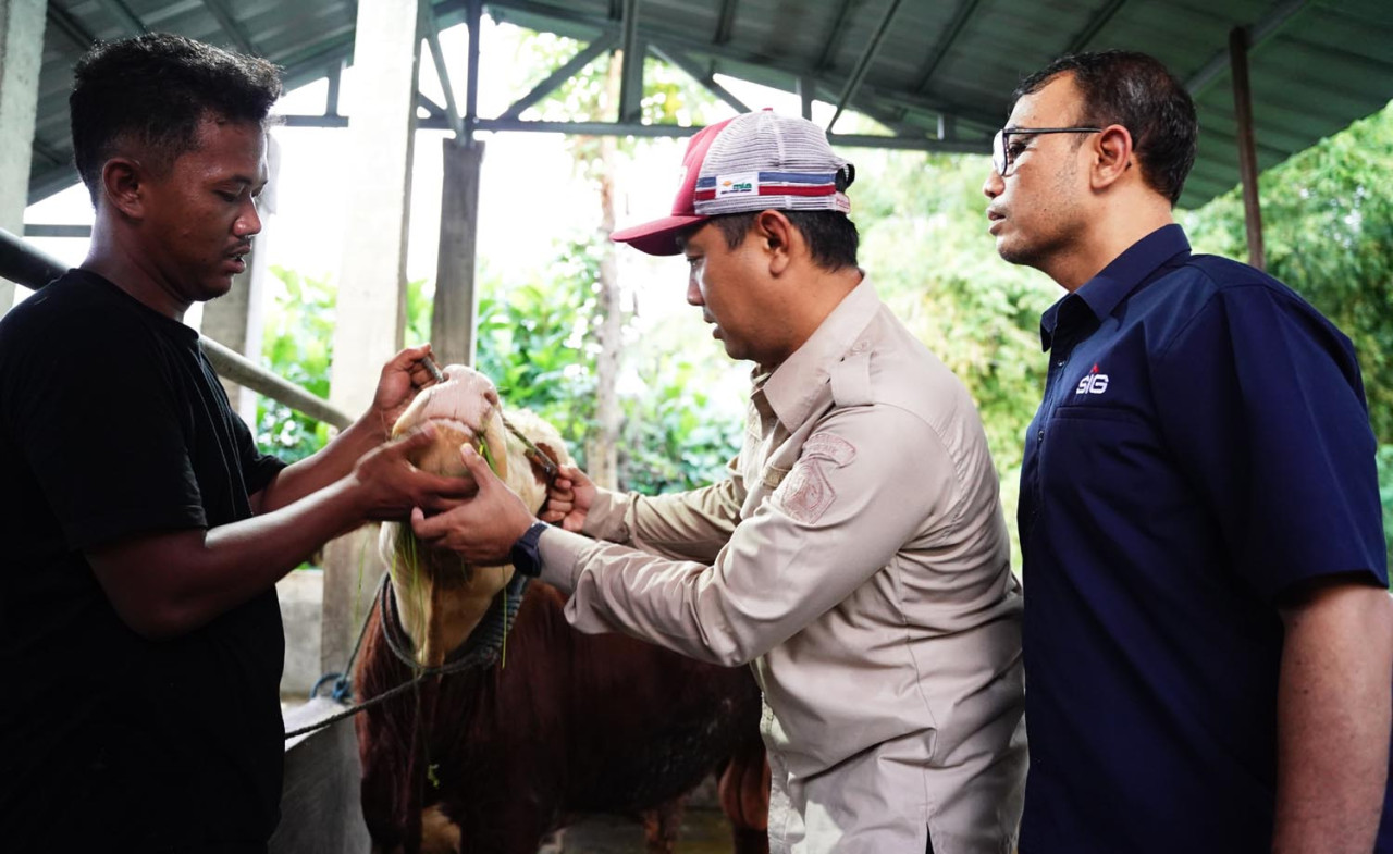 SIG menyalurkan ratusan hewan kurban kepada masyarakat di sekitar wilayah operasional perusahaan pada momentum Iduladha 1447 Hijriah. (Foto: SIG for jatimnow.com)