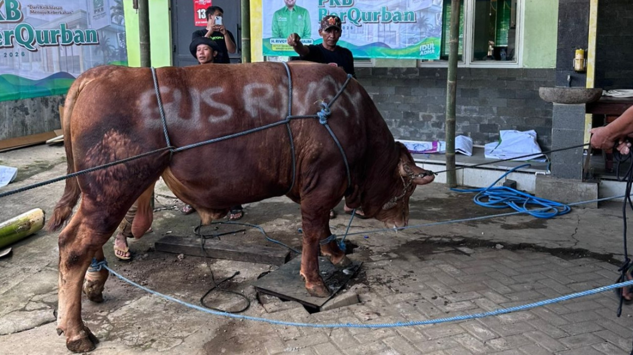 Legislator PKB Salurkan Ratusan Hewan Kurban di Jember dan Lumajang