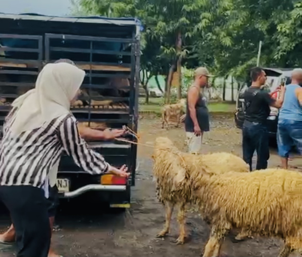 Tebar Kepedulian, Kader NasDem ini Salurkan 105 Hewan Kurban di Probolinggo