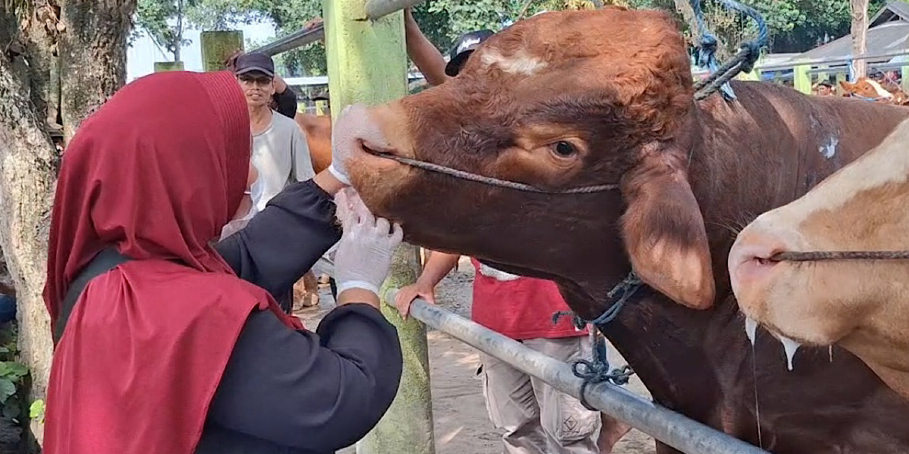 Dokter Hewan DKPP Kabupaten Kediri saat memeriksa kondisi sapi. (Foto: DKPP/jatimnow.com)