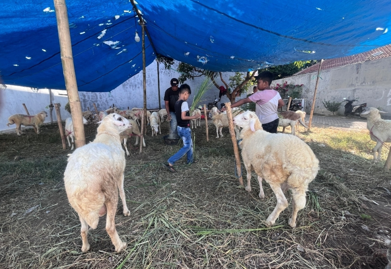 Jelang Idul Adha 2026, Segini Pasaran Harga Kambing Kurban di Probolinggo