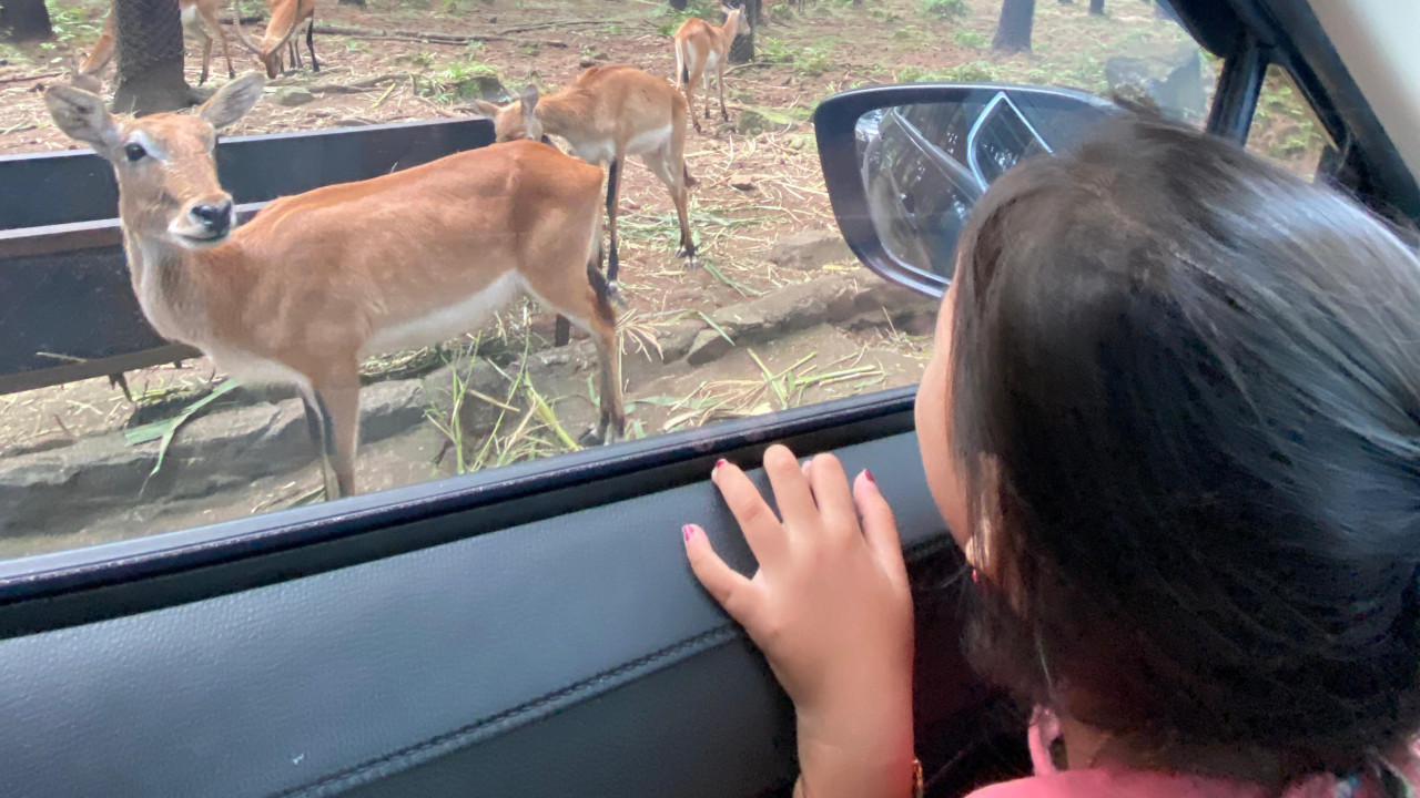 Prakiraan Cuaca Wisata Jatim: KBS-Taman Safari Cerah, Hindari Air Terjun