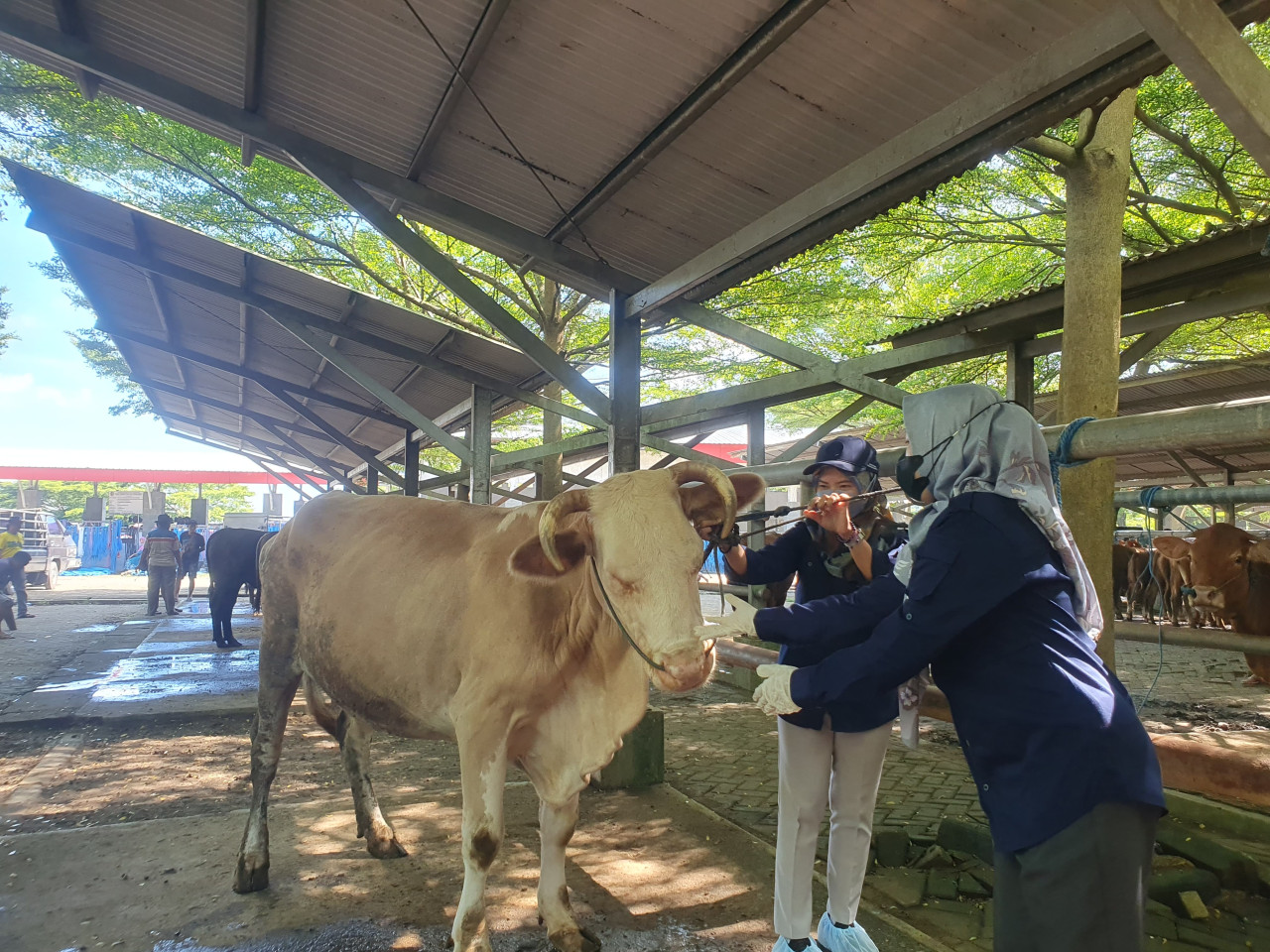 Petugas memeriksa kondisi kesehatan hewan ternak di Tulungagung. (Foto: Bramanta/jatimnow.com)