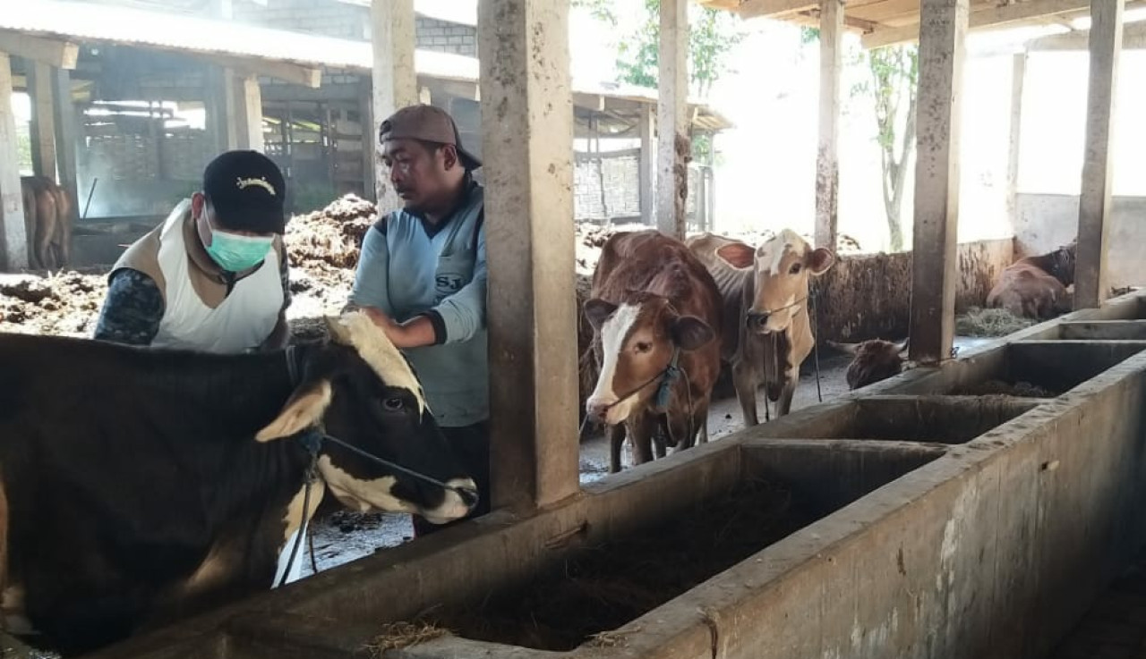 Kondisi stok sapi di tingkat peternak Lamongan. (Foto : Adyad Ammy Iffansah/jatimnow.com)