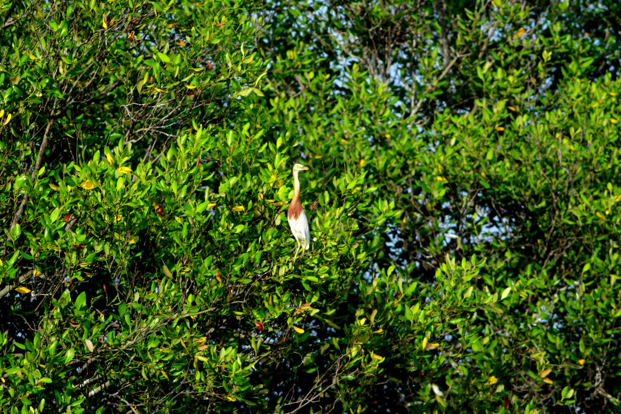 Burung kuntul yang hinggap di atas pohon mangrove. (Foto: Sahlul Fahmi/ jatimnow.com)
