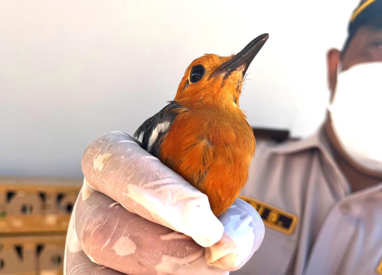 Penyelundupan burung di Pelabuhan Ketapang, Banyuwangi. (Foto: Karantina Jatim for jatimnow.com)