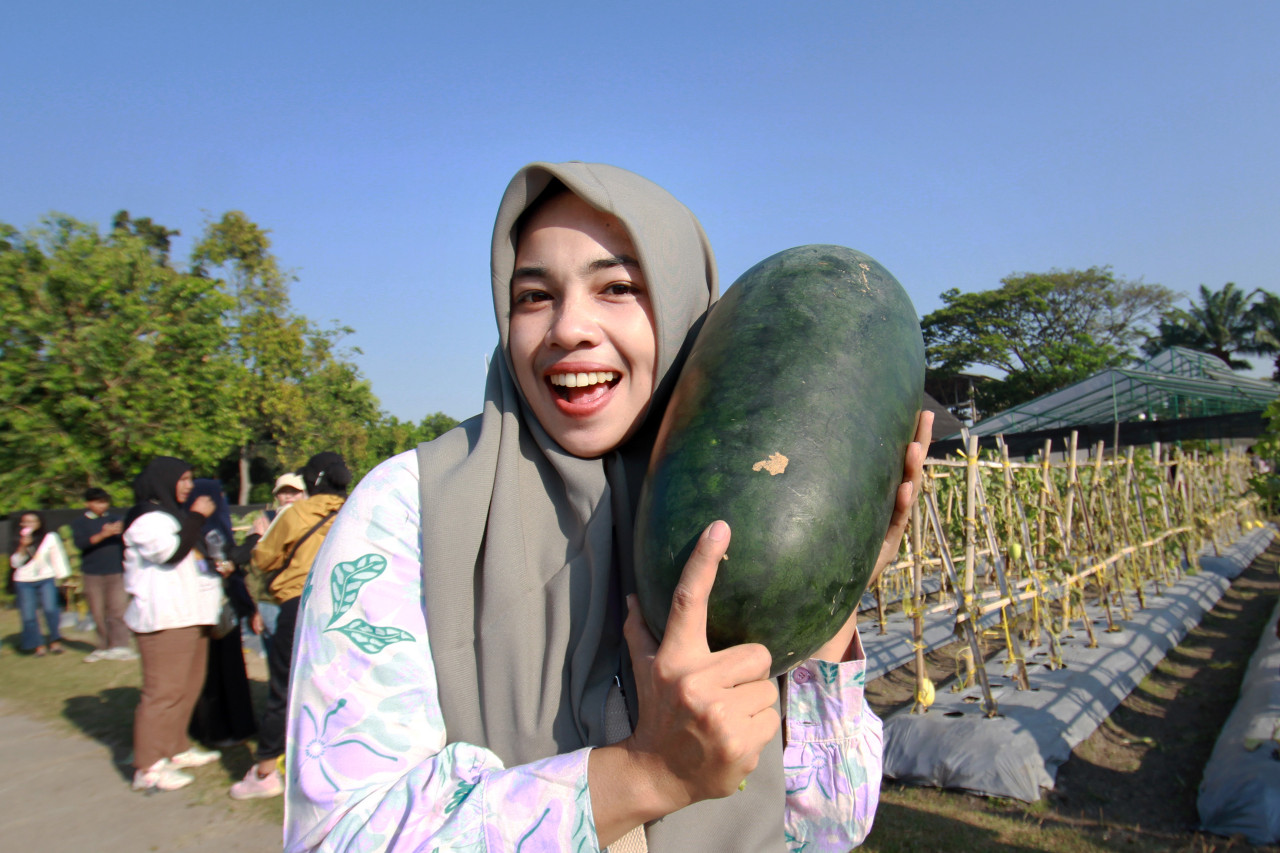 Seorang pengunjung Petro Agrifood Expo (PAE) 2026 memamerkan buah semangka yang baru dipetik di Kebun Percobaan (Buncop) PT Petrokimia Gresik. (Foto: Sahlul Fahmi/jatimnow.com).