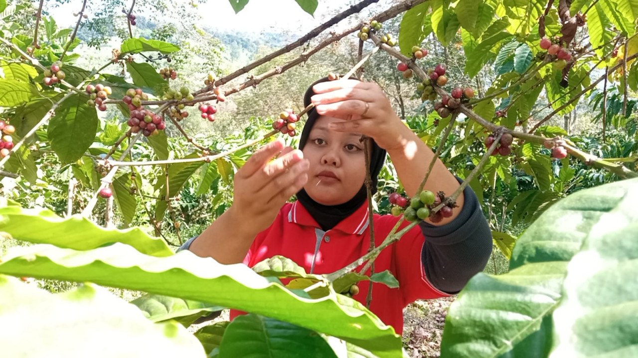 AKtivitas panen kopi di kebun yang dikelola PDP Kahyangan Jember. (Foto: Sugianto/jatimnow.com)