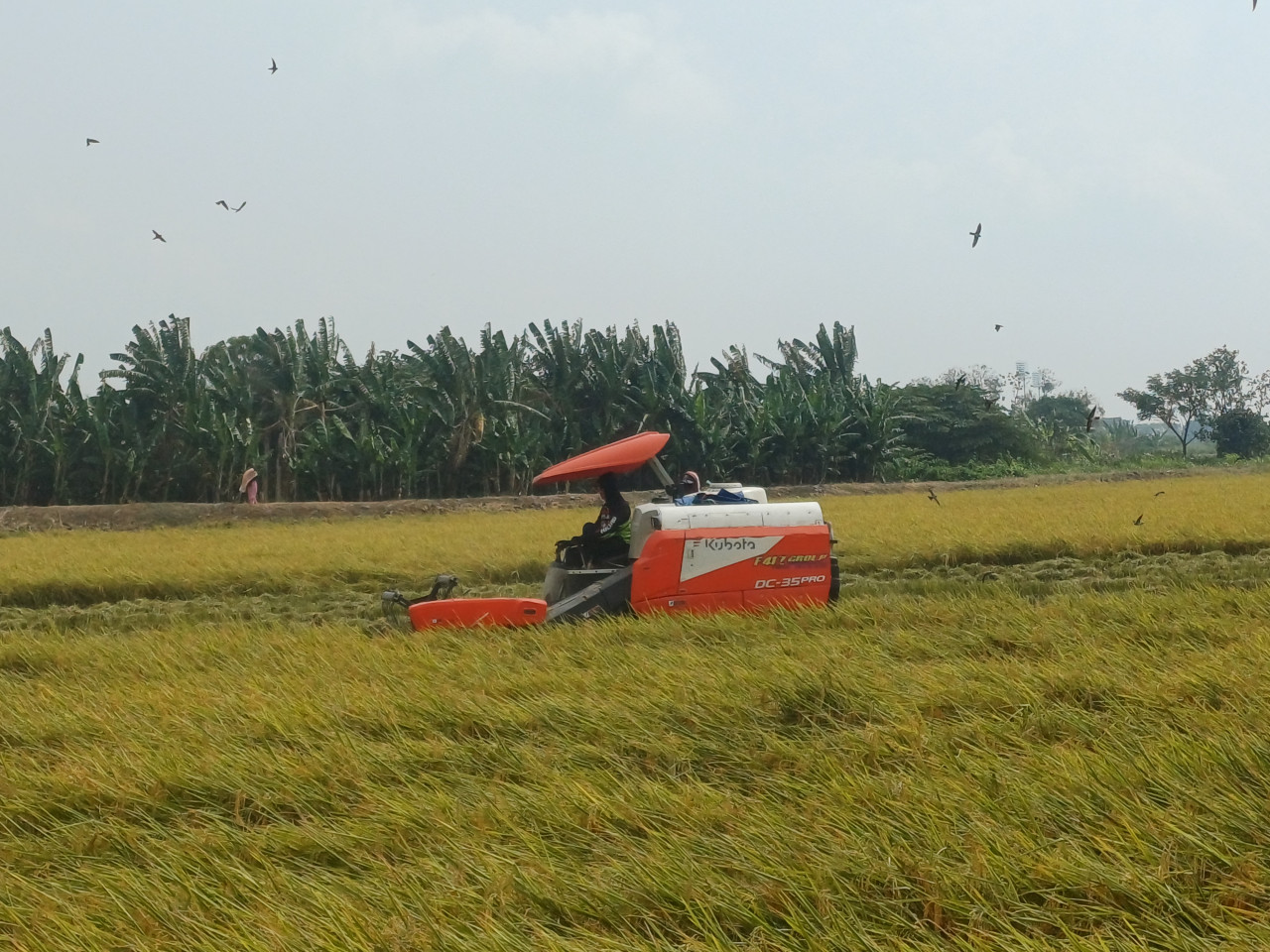 Petani memanen padi di wilayah Desa Tambakboyo, Kecamatan Tikung, Lamongan. (Foto : Adyad Ammy Iffansah/jatimnow.com)