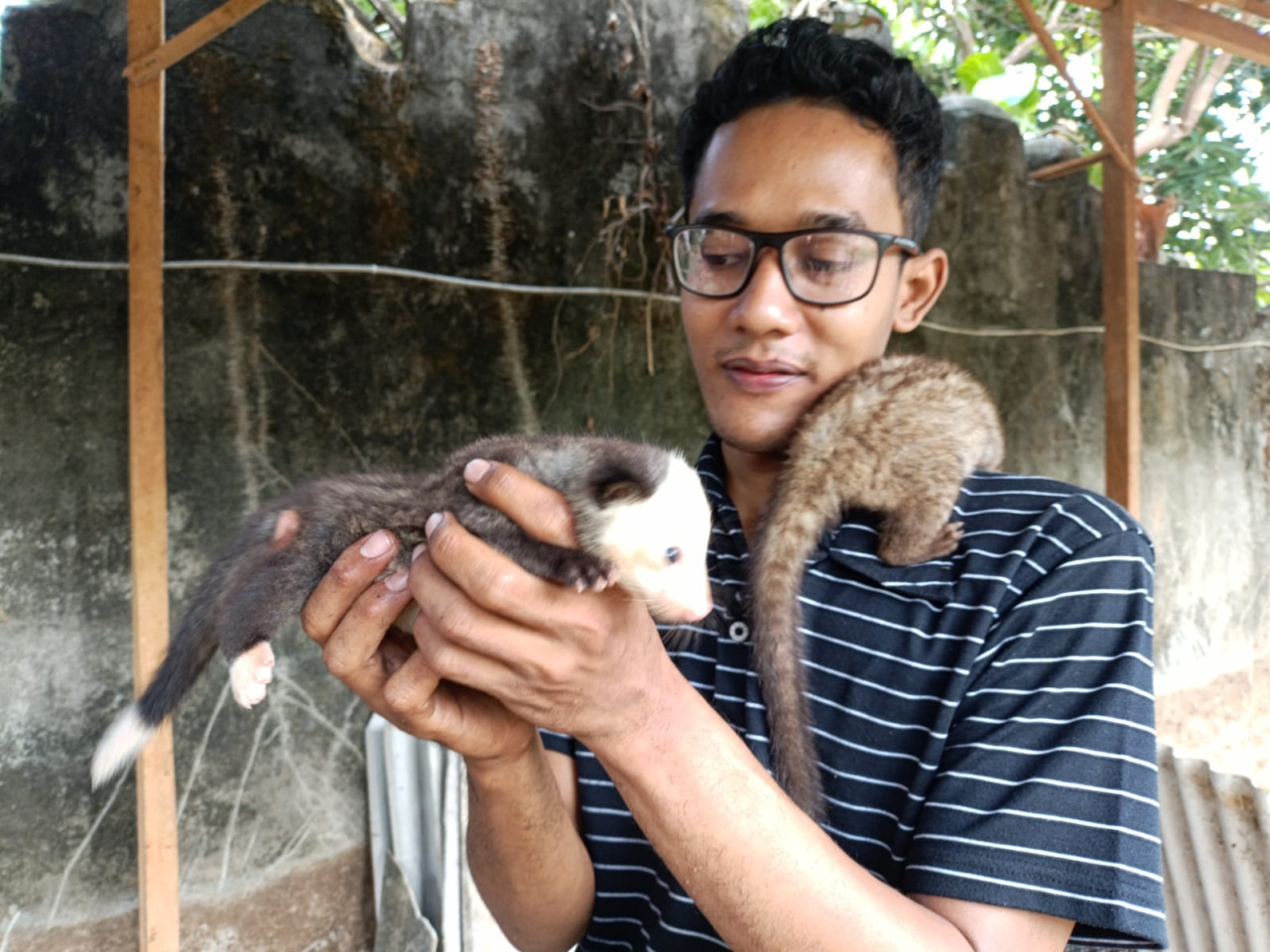 Shofi menunjukkan hewan luwak yang dibudidayakannya. (Foto: Bramanta/jatimnow.com)