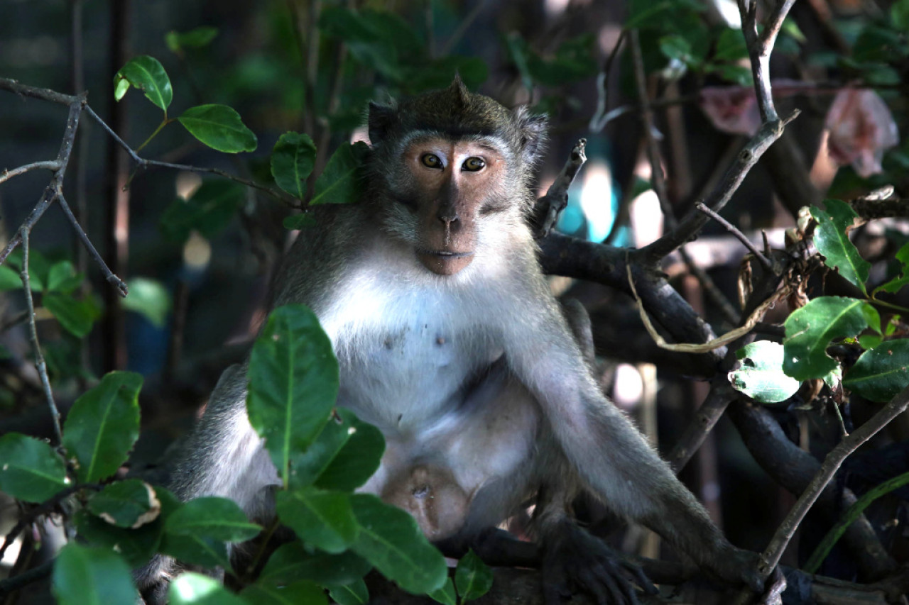 Monyet ekor panjang hidup bebas di Hutan Mangrove Wonorejo, Surabaya. (Foto: Ali Masduki/jatimnow.com)