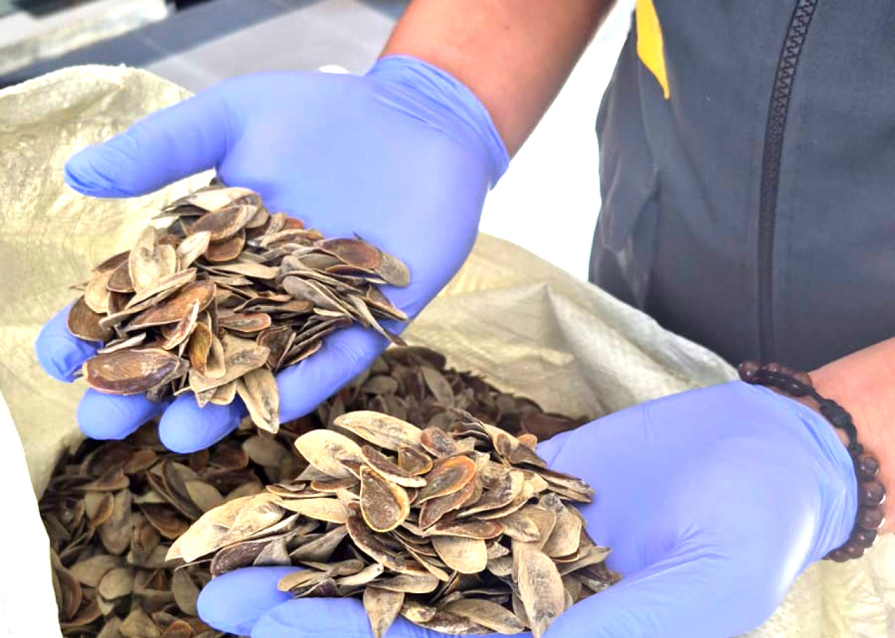 Penutup cangkang siput laut. (Foto: Karantina Jatim for jatimnow.com)