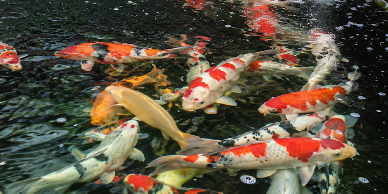 Kolam ikan koi.