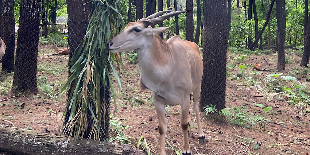 Taman Safari.